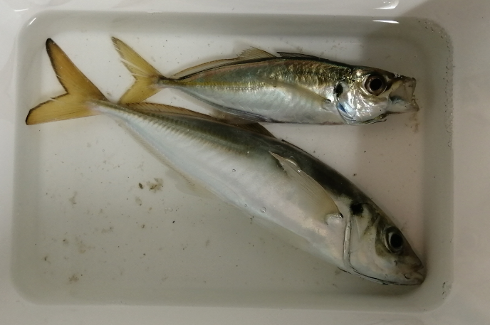 釣った魚を冷凍 刺身で安全に食べる アジ サバ イワシ 釣り小魚の冷凍解凍手順 リーぱぱのブログ