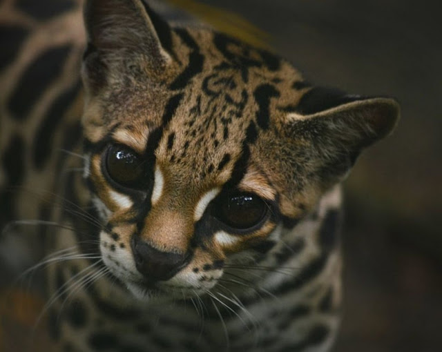 Длиннохвостая кошка Маргай (Leopardus wiedii)