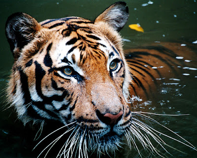 Foto harimau Malaya