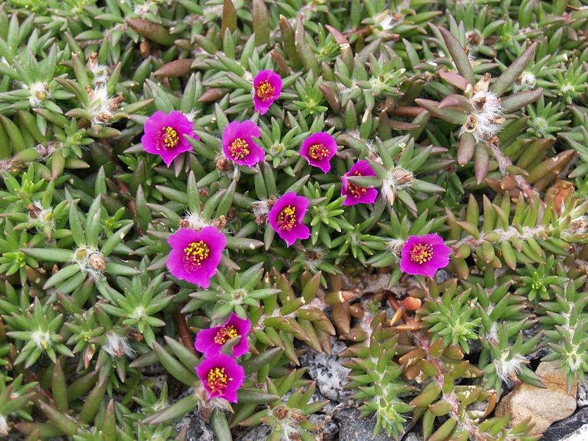 Australian Portulaca: Portulaca pilosa