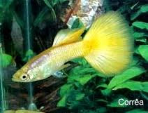 Male Metallic Guppy