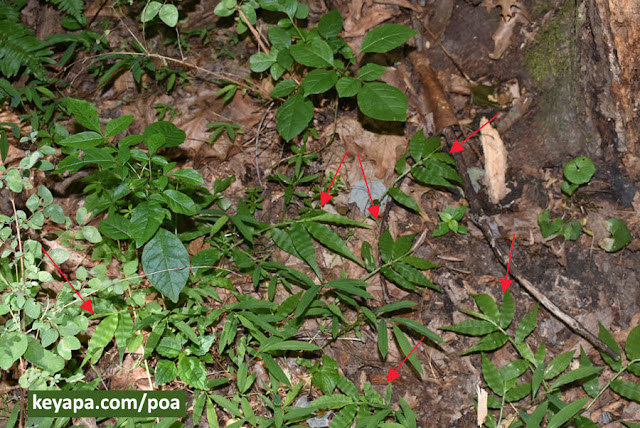 Oplismenus undulatifolius (Wavyleaf basketgrass)