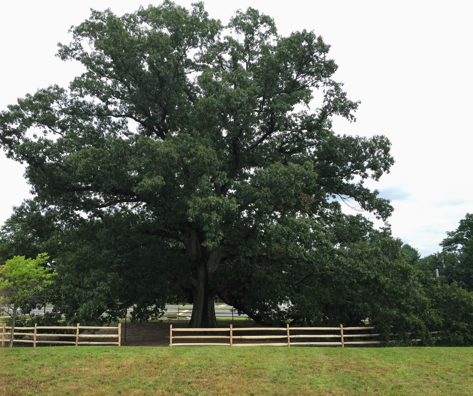 Princeton Nature Notes: Champion Brearley Oak in its Glory