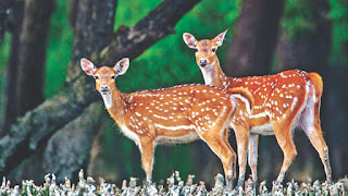 Deer of Bangladesh