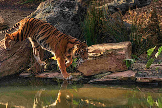 रॉयल बेंगॉल टायगरची गोष्ट The story of the Royal Bengal Tiger in Marathi