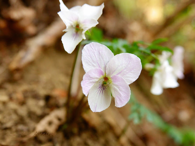 Viola eizanensis