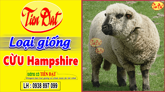 Giống cừu Hampshire