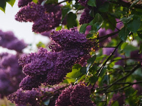 Blomstrende syrener fylder haven mad duft, farve og skønhed i maj