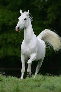  con ngựa bạch mã đẹp nhất