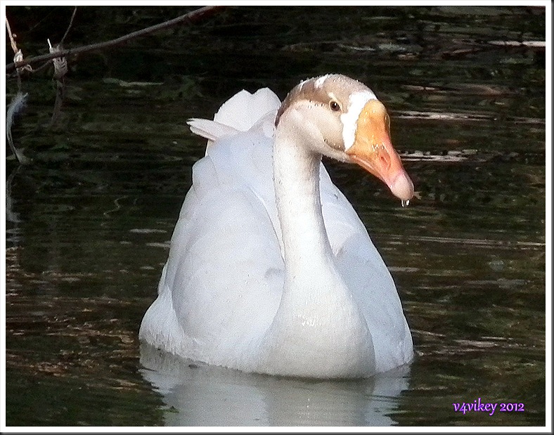 Geese
