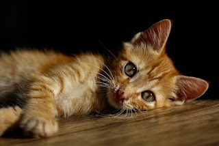 50 LOVABLE FACTS ABOUT CATS_Fun Through Facts