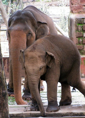 Asian Elephant, Elephas maximus, National Heritage animal of India, 