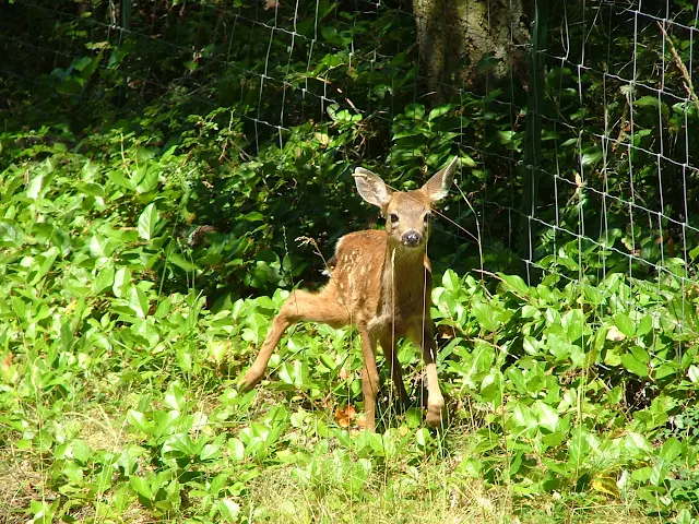 Baby fawn trapped on wrong side of fence