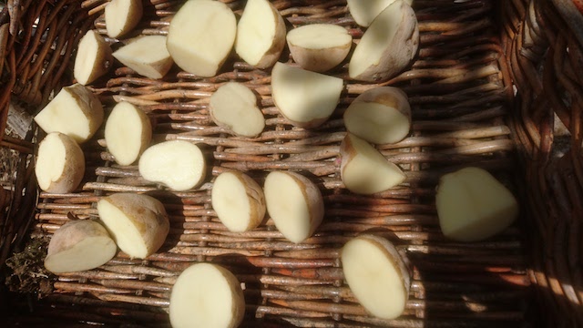 Preparation of planting potatoes.