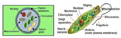 Struktur sel alga