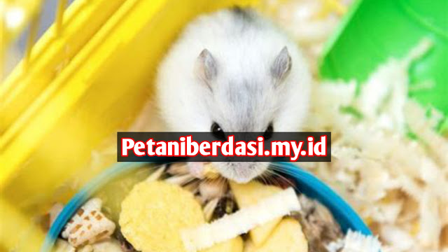 Tips Memilih Makanan Utama Hamster yang Mengandung Nutrisi yang Tepat