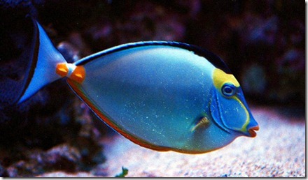peces