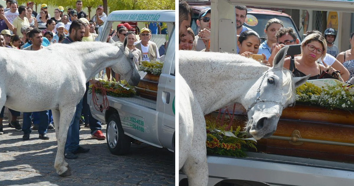 Heart-Melting Pictures Of Grieving Horse Smelling His Owner’s Casket And Breaking Down At Funeral