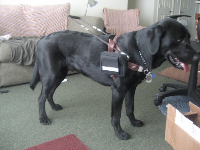 Image Description: Photo of Guide dog, Franklin wearing a custom made guide dog harness from LDSLeather. The harness is dark brown in color and their are harness caddies and a handle length of 18 inches.