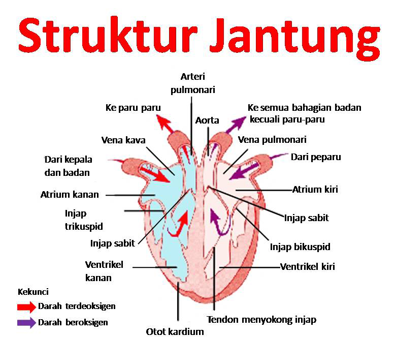 10 Cara Mencegah Penyakit Jantung Secara Alami