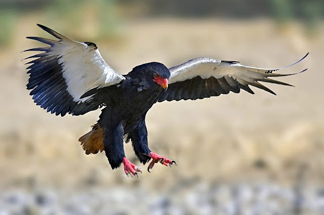 Resultado de imagem para Águia-negra-africana