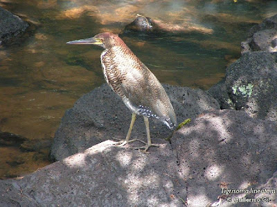 Hocó colorado Tigrisoma lineatum