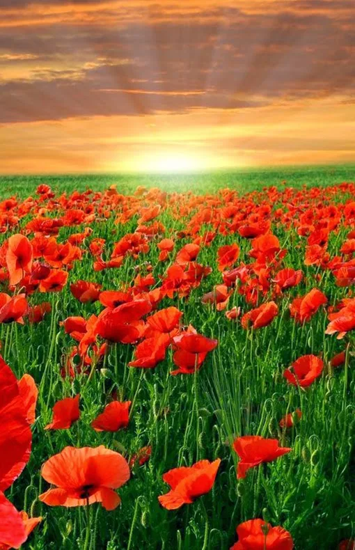 Stunning Poppy Field, England