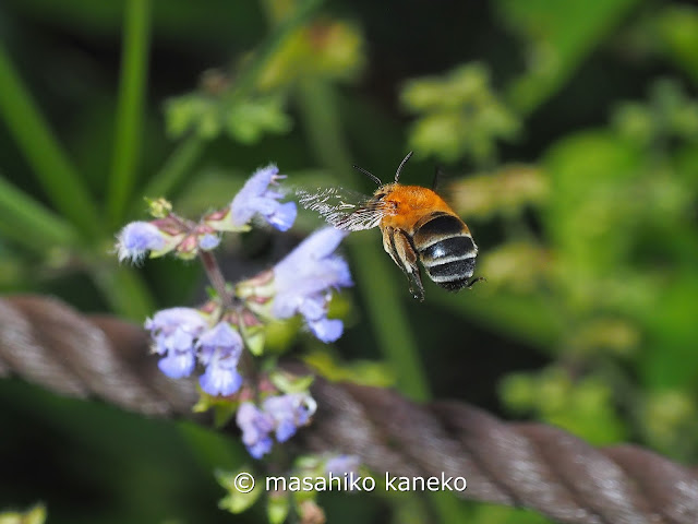 スジボソコシブトハナバチ(スジボソフトハナバチ)