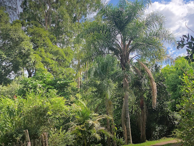 A foto mostra aspectos da mata atlântica brasileira, a palmeira butiá que tenta se preservar em algumas regiões do Rio Grande do Sul.
