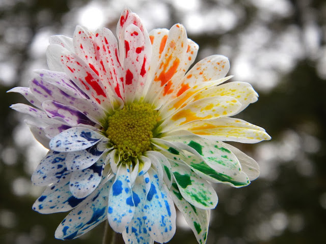 Best Rainbow Flower HD Wallpaper Free