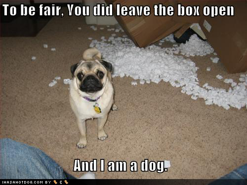 funny pics of pugs. Funny pics pugs images