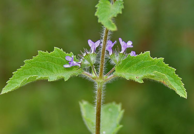 Ervas Medicinais l Plantas Nativas do Brasil