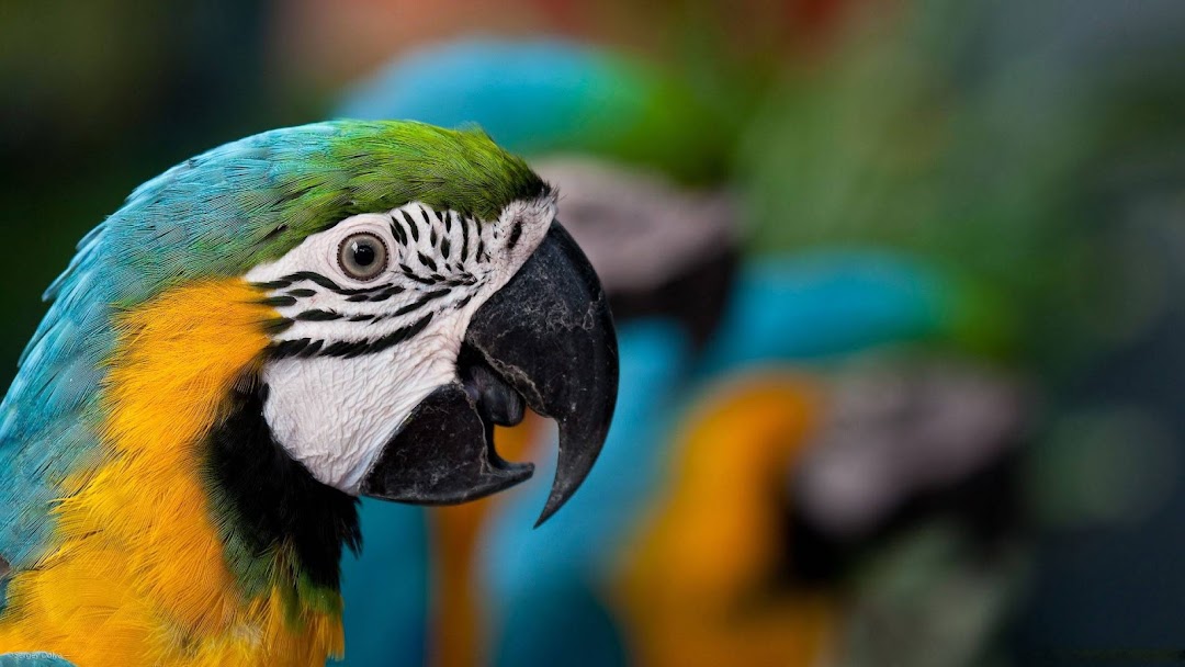 Awesome Parrot HD Wallpaper