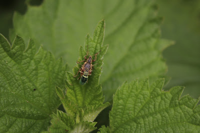 Groene Bladsnuitkever - Brânnettel-Snúttuorre - Phyllobius pomaceus