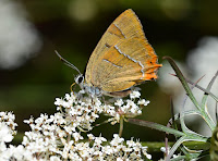 © Popote et Nature