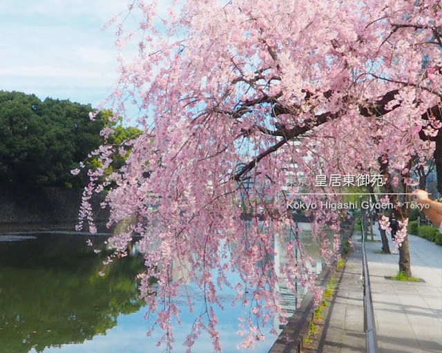 皇居東御苑の桜