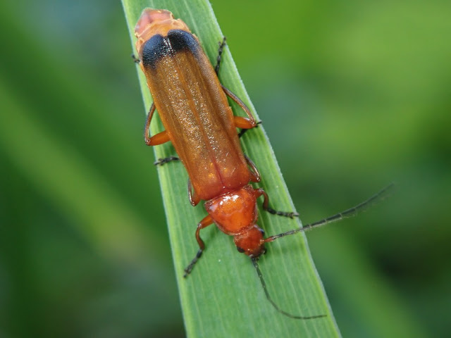 Rhagonycha fulva