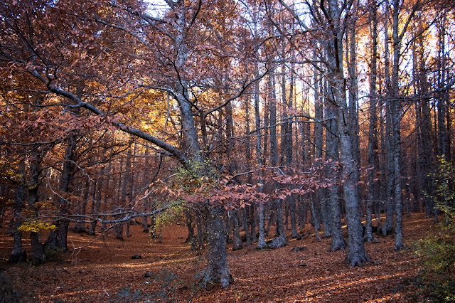 Ávila, Valle de Iruelas