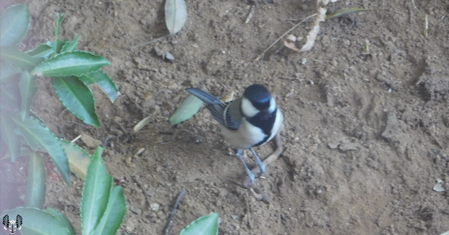 シジュウカラ(四十雀) Parus minor