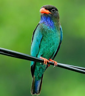 Tengkek Buto (Eurystomus azureus)