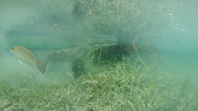 Crocodile gets ready for attack