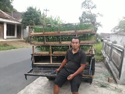 Pengiriman bibit cabe ke Muba, Sumatra Selatan