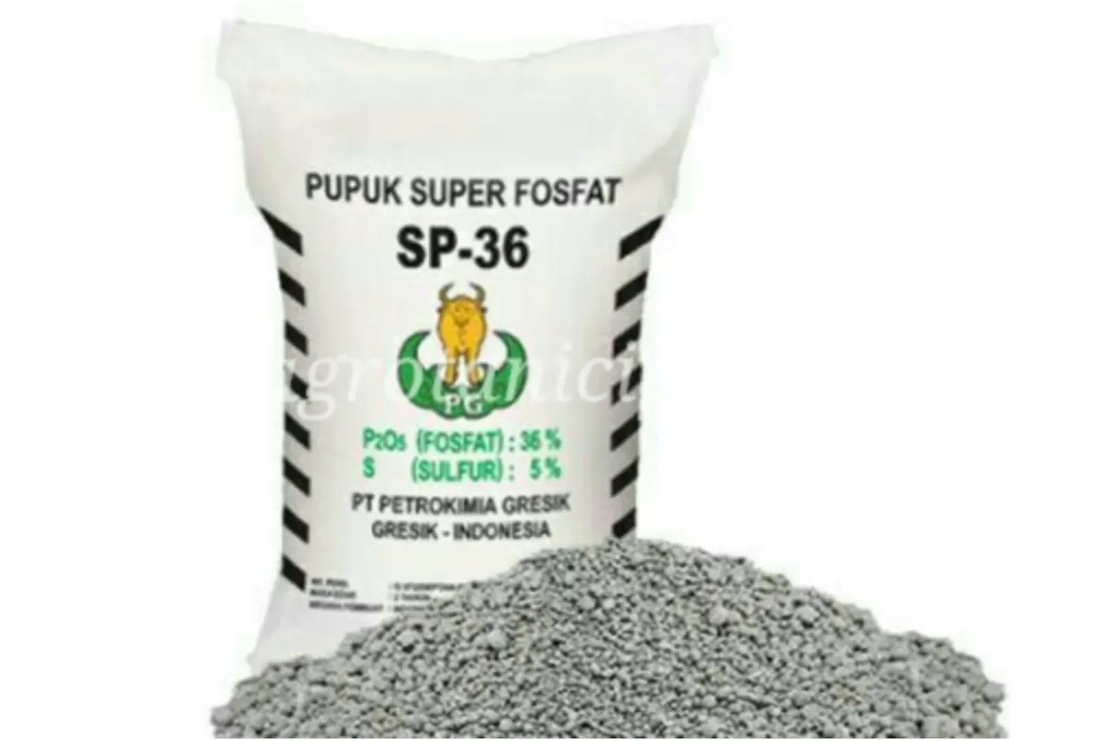 Fungsi dan Manfaat Kandungan Phosphate/Fosfor dari SP 36