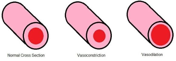 apa yang dimaksud dengan vasodilatasi