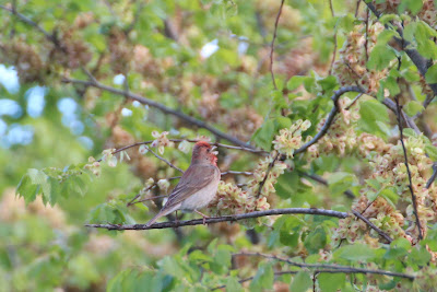 Readmosk - Roodmus - Carpodacus erythrinus