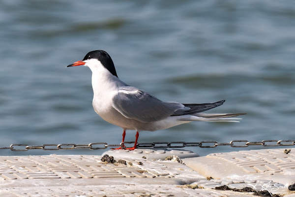 Common tern