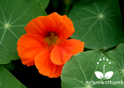 Nasturtium Spitfire, red Nasturtium bloom