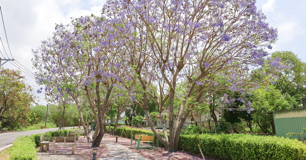 彰化埔心油車社區藍花楹公園和蓮花池小船，詩情畫意約會好去處