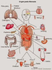 Organ tubuh manusia beserta fungsinya