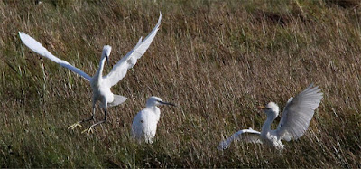 an altercation between little egrets and a cattle egret